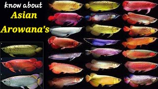 Asian arowana  tank size tankmates care tank background color feeding  biggest Asian arowana [upl. by Nil]