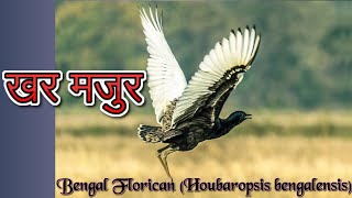 खर मजुर Bengal Florican Houbaropsis bengalensis [upl. by Agneta]