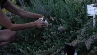 How to Deadhead Nepeta Catmint [upl. by Naid]