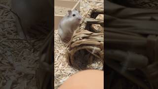 Hamster Gandalf exploring 🥹😍 zwerghamster cutehamsterdoing hamstershort cutepets hamsters cute [upl. by Felicia978]