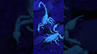 Glowing Scorpions insects arachnids shorts [upl. by Abehshtab]