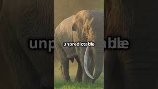 US Tourist Killed by Elephant in Zambia attack elephant tragic [upl. by Coney]