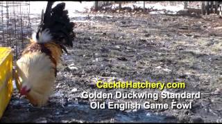 Golden Duckwing Standard Old English Game Fowl Breeder Flock [upl. by Thomey350]