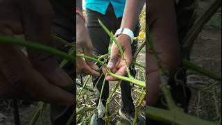 plucked cluster beans for vegetable nature farming clusterbeans shorts [upl. by Harol]