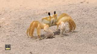 Sand Fiddler Crab [upl. by Ottilie181]