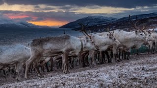 Reinflytting Distrikt 24A Seiland Vest Jon Henrik Fjällgren  Reindeer Herder´s Joik [upl. by Solotsopa]