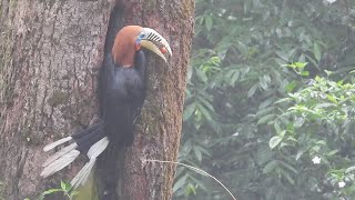 Vlog21A Birding in Latpanchar Part 2  Trek to Hornbill Nesting Site [upl. by Allemac]