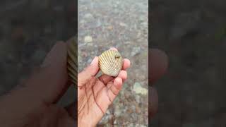 Finding seafood Scallops chantreastvnine shortvideo scallops [upl. by Cram]