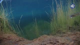 geophagus brasiliensis e hoplerythrinus unitaeniatus na bahia de guanabara [upl. by Livy101]