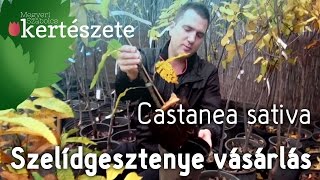 Castanea sativa  Szelídgesztenyefa csemete vásárlás  Szelídgesztenyefa rendelés [upl. by Nivled]