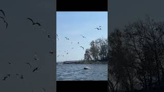 quotArctic Terns Unexpected Treat Savoring Bread in the Arctic Wildernessquot [upl. by Notslah]