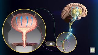 Micturition Reflex  animation [upl. by Jenna]