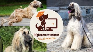 Afghaanse windhond [upl. by Acinor]