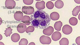 Blood Neutrophil cc [upl. by Acira561]