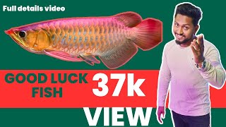 How To Set up Arowana Tank  Want To Keep Arowana  Details Video About Arowana 🐟🐟 [upl. by Inahs325]