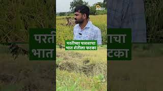 Crop Loss परतीच्या पावसाचा भात शेतीला फटका  Agrowon [upl. by Leventhal917]