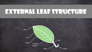 External Leaf Structure  Plant Biology [upl. by Lemay]