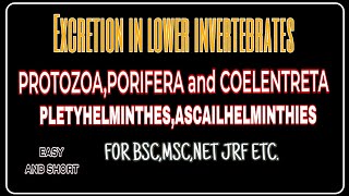 Excretion in lower invertebrates protozoa to helmenthies group excretion lower invertebrates [upl. by Hulbert402]