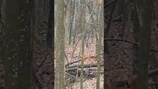 Caught on Camera The Backyard Buck Ive Been Waiting For [upl. by Tnek977]