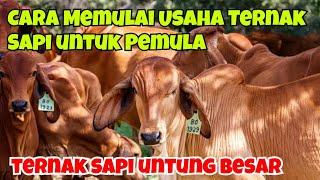 CARA MEMULAI USAHA TERNAK SAPI UNTUK PEMULA [upl. by Martinelli]