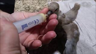 Nourrir un bébé pigeon ou tourterelle  Technique pour ouvrir le bec avec Line [upl. by Ynomrah]