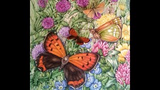 Illustrating a Wild Welsh Meadow of Butterflies [upl. by Alvis734]