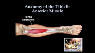 Anatomy Of The Tibialis Anterior Muscle  Everything You Need To Know  Dr Nabil Ebraheim [upl. by Ender]