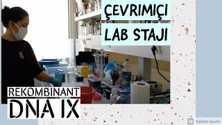 Rekombinant DNA 9  enzim kesimi  Çevrimiçi staj [upl. by Ertnod687]