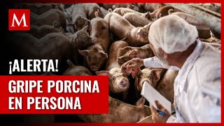 Alerta de salud Primer caso de gripe porcina en humanos en el Reino Unido [upl. by Bakerman256]