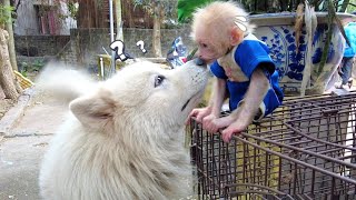 AKA smart communicates with big Dog when baby monkey Honey hides in the cage [upl. by Nyledam]