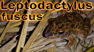 Canto de anúncio de Leptodactylus fuscus gravado ao vivo em HQ para os amantes de Anuros [upl. by Schroth589]