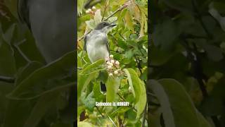 Hungry Eastern Kingbird Gobbles Up Berries [upl. by Eckel]