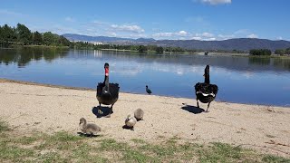 Tuggeranong Town Park Beach  Canberra [upl. by Eelek]