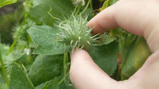 The explosive seed pods of Cyclanthera brachystachia [upl. by Wentworth]