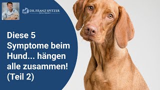 Diese 5 Symptome beim Hund hängen alle zusammen Es hilft daher nur ein ganzheitlicher Ansatz [upl. by Ylurt]