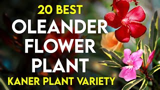 20 best oleander plant varieties  kaner flower variety  oleander flower plant  korobi flower [upl. by Lionel211]