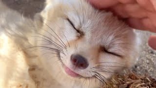 Rescue fox giggles when she sees her favorite human [upl. by Yahsram616]