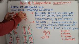 Lecture 7  Law of independent assortment  Mendels law of independent assortment [upl. by Luther]