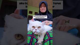 Kaget Banget Pas Sisirin Kucing Ras Flatnose yang Suka Datang Terus Ke Rumah 😱 catlover cat cats [upl. by Acirea232]