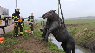 Uitgeput paard uit sloot getakeld bij Velddriel [upl. by Enitsyrhc]