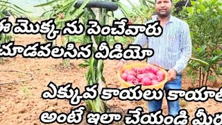 How to grow dragon fruit from cuttings to fruit viralvideo dragonfruit dragonfruitseason [upl. by Quiteri]