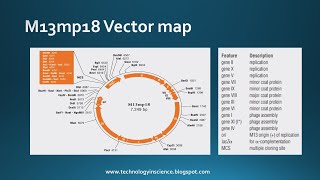 M13 and Phagemids as cloning vector [upl. by Akiehs]