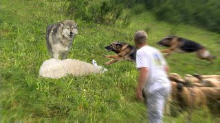 10 Greatest Livestock Guard Dog Breeds [upl. by Niela]