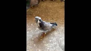 Beautiful droppers satnets pigeon fancypigeon kabootar [upl. by Elocin]