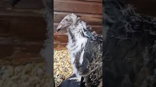 TURKEY VULTURE CLOSEUP [upl. by Izzy]