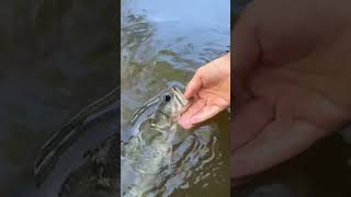 Bass bites onto finger while releasing bassfishing topwater fish [upl. by Primaveria]