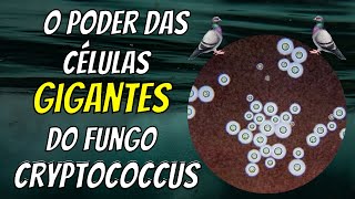 A potente habilidade do fungo Cryptococcus para burlar o sistema imune humano [upl. by Albion]