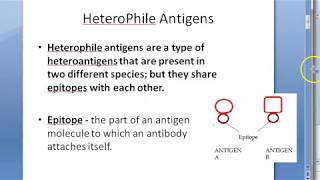 Microbiology 124 a HeteroPhile Antigens Epitope Weil Felix Reaction Paul Bunnell Cold Agglutination [upl. by Long]