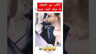 الكلب من الخوف راح النباح 😂😂😂😂😂😂😂😂😂😂 [upl. by Adidnac269]