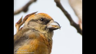 Red Crossbill  loxia curvirostra birdwatching [upl. by Nerrawed]